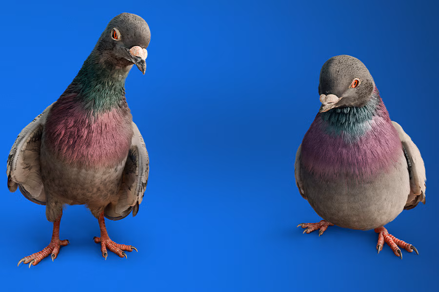 directvpigeons